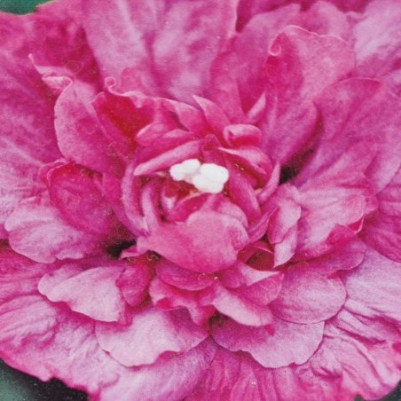 Hibiscus syriacus 'Magenta Chiffon' - summer flowers
