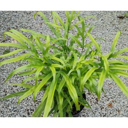 Pteris umbrosa - bright green fronds in early summer