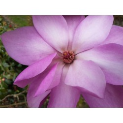 Magnolia 'Phillip Tregunna' - large flowers