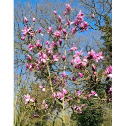 Magnolia 'Phillip Tregunna' - flowers on an established plant