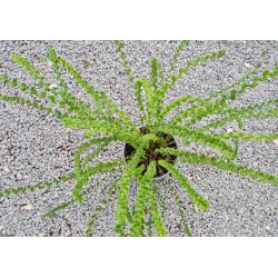 Athyrium filix-femina 'Frizelliae' - young plant