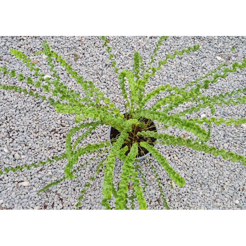 Athyrium filix-femina 'Frizelliae' - young plant Athyrium filix-femina 'Frizelliae' - young plant