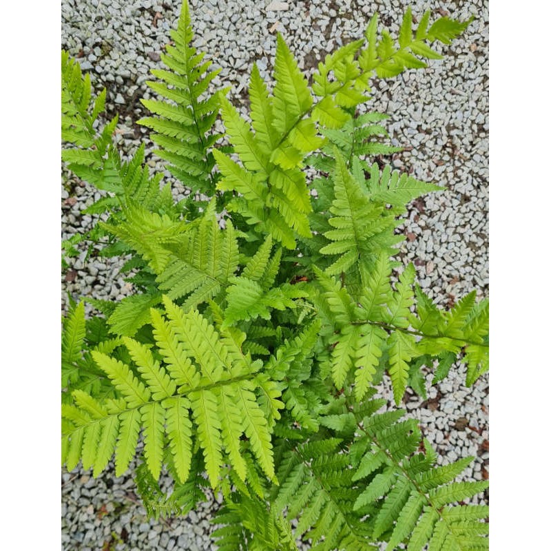 Dryopteris filix-mas - young fronds in early summer