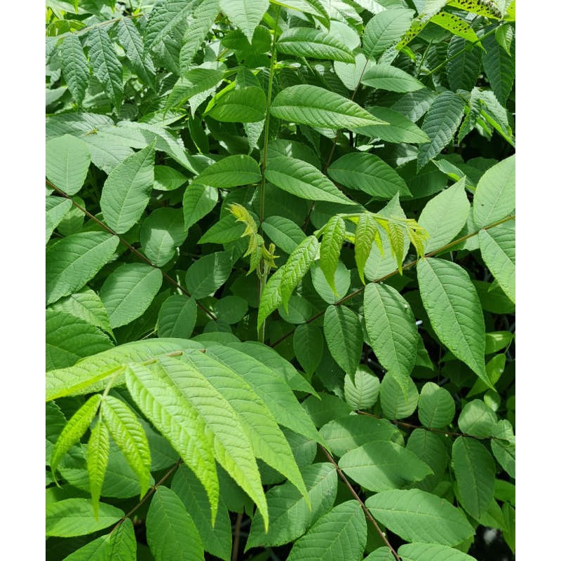 Juglans nigra - young leaves in early summer