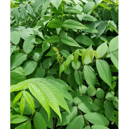 Juglans nigra - young leaves in early summer