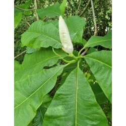 Magnolia macrophylla - flower bud in early summer