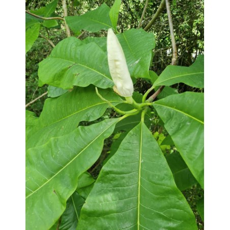 Magnolia macrophylla - flower bud in early summer Magnolia macrophylla - flower bud in early summer