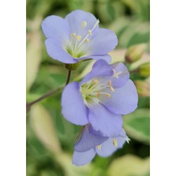 Polemonium 'Stairway to Heaven' - blue flowers in Spring