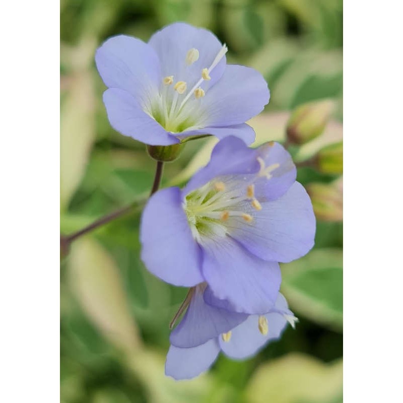Polemonium 'Stairway to Heaven' - blue flowers in Spring
