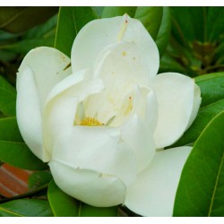 Magnolia grandiflora 'Exmouth' - summer flowers
