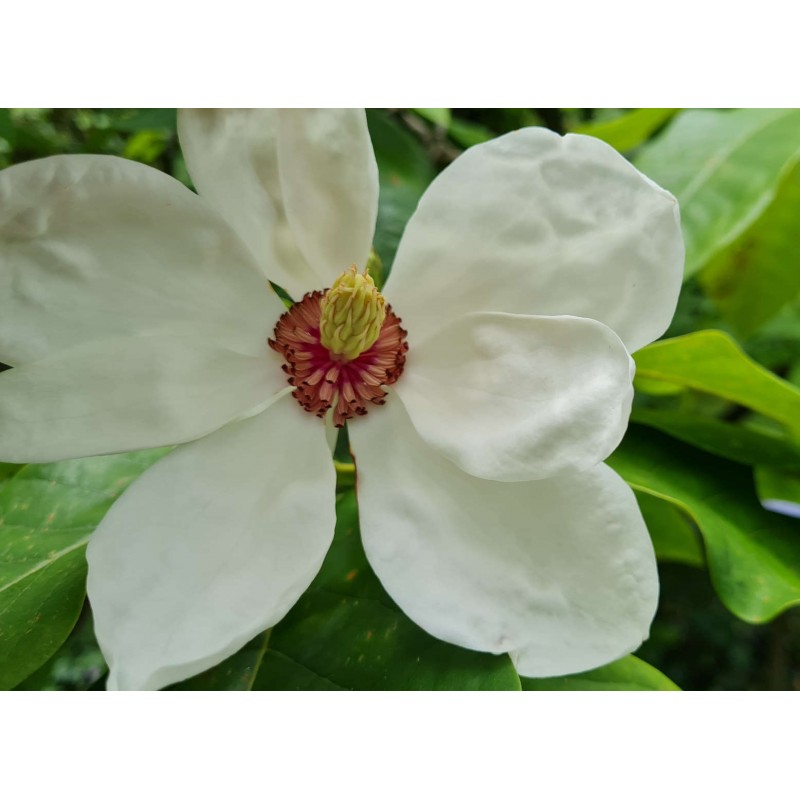 Magnolia x 'Charles Coates' - flowers in early Summer Magnolia x 'Charles Coates' - flowers in early Summer