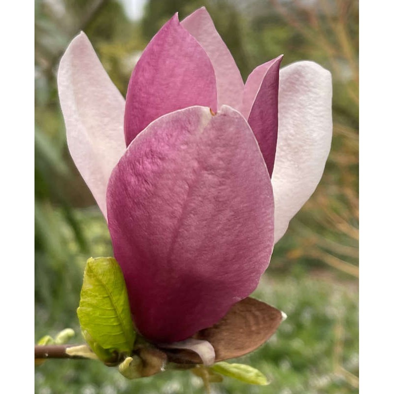 Magnolia 'Old Port' - flowers in Spring Magnolia 'Old Port' - flowers in Spring
