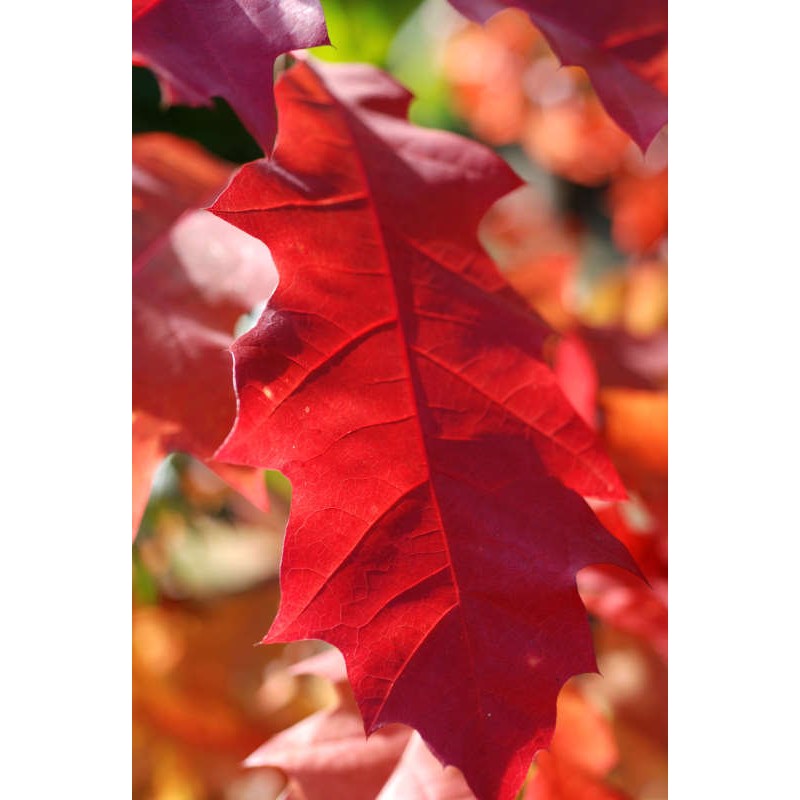 Quercus rubra - bright red autumn colour