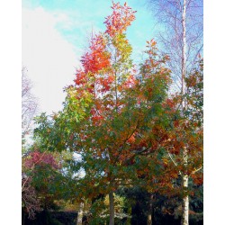 Quercus rubra - young tree in early autumn