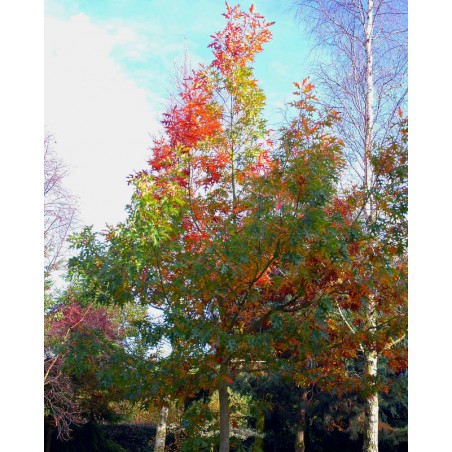 Quercus rubra - young tree in early autumn Quercus rubra - young tree in early autumn