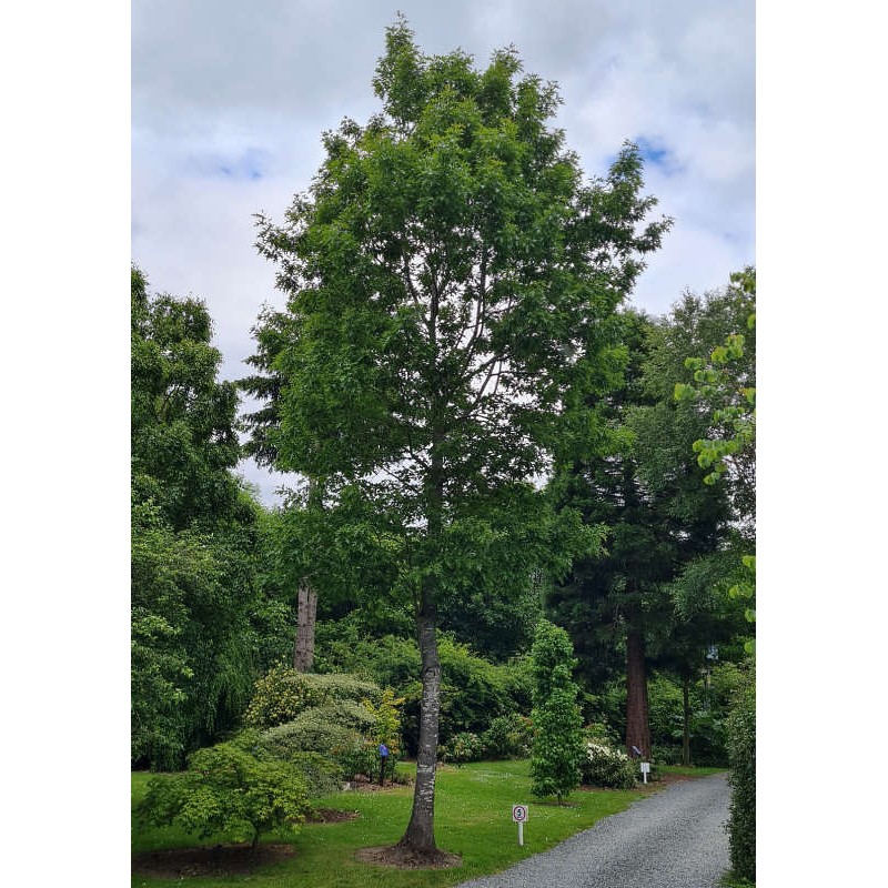 Quercus rubra - approx 20 year old specimen tree in early summer