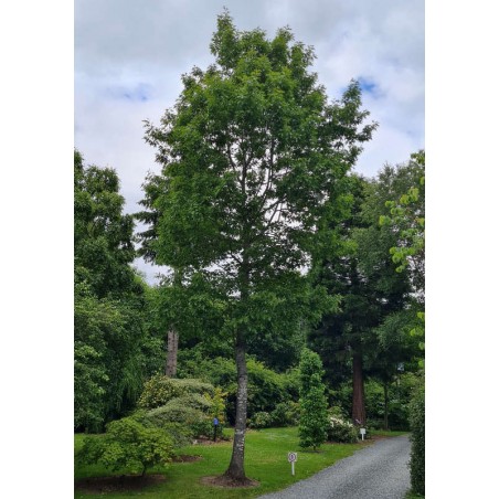 Quercus rubra - approx 20 year old specimen tree in early summer Quercus rubra - approx 20 year old specimen tree in early summer