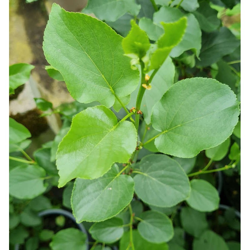 Alnus cordata - young leaves in early Summer