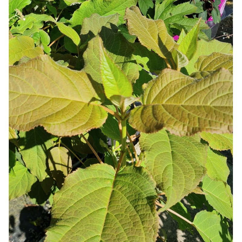 Hydrangea aspera 'Farrell' - large narrow dark green leaves in early summer