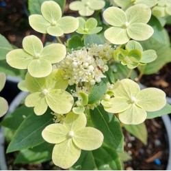 Hydrangea paniculata 'Polestar' - flower bracts developing in early summer