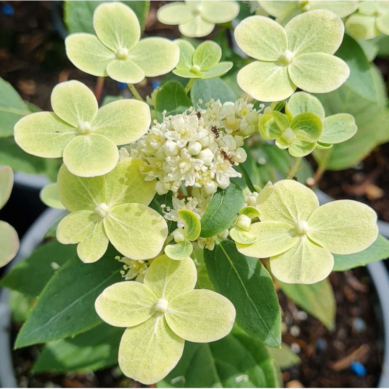 Hydrangea paniculata 'Polestar' - flower bracts developing in early summer Hydrangea paniculata 'Polestar' - flower bracts developing in early summer