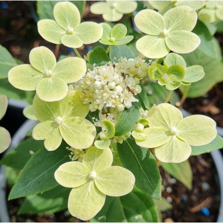 Hydrangea paniculata 'Polestar' - flower bracts developing in early summer Hydrangea paniculata 'Polestar' - flower bracts developing in early summer