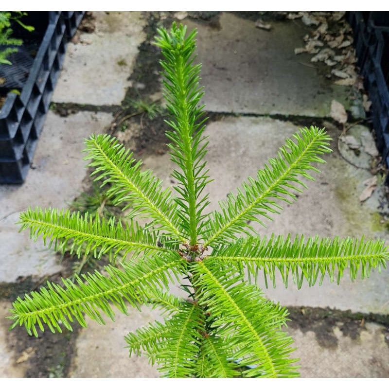 Abies fraseri - young growth in early summer Abies fraseri - young growth in early summer