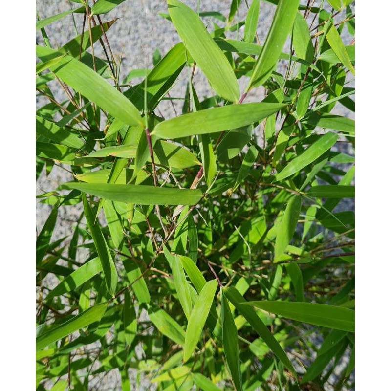 Fargesia 'Obelisk' - young leaves in early summer Fargesia 'Obelisk' - young leaves in early summer