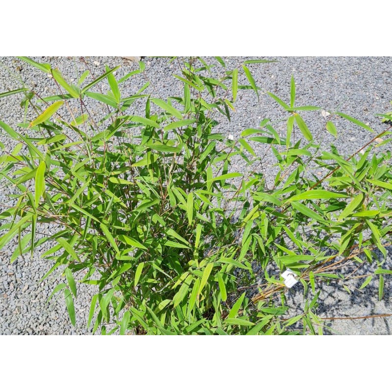 Fargesia 'Obelisk' Fargesia 'Obelisk'