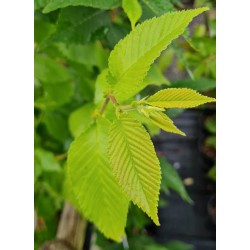 Ulmus 'Sapporo Autumn Gold' - bright green young leaves in early summer.