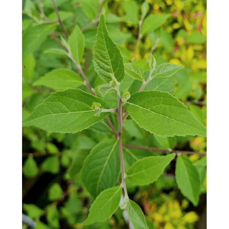 Styrax formosanus var formosanus - young leaves in early summer