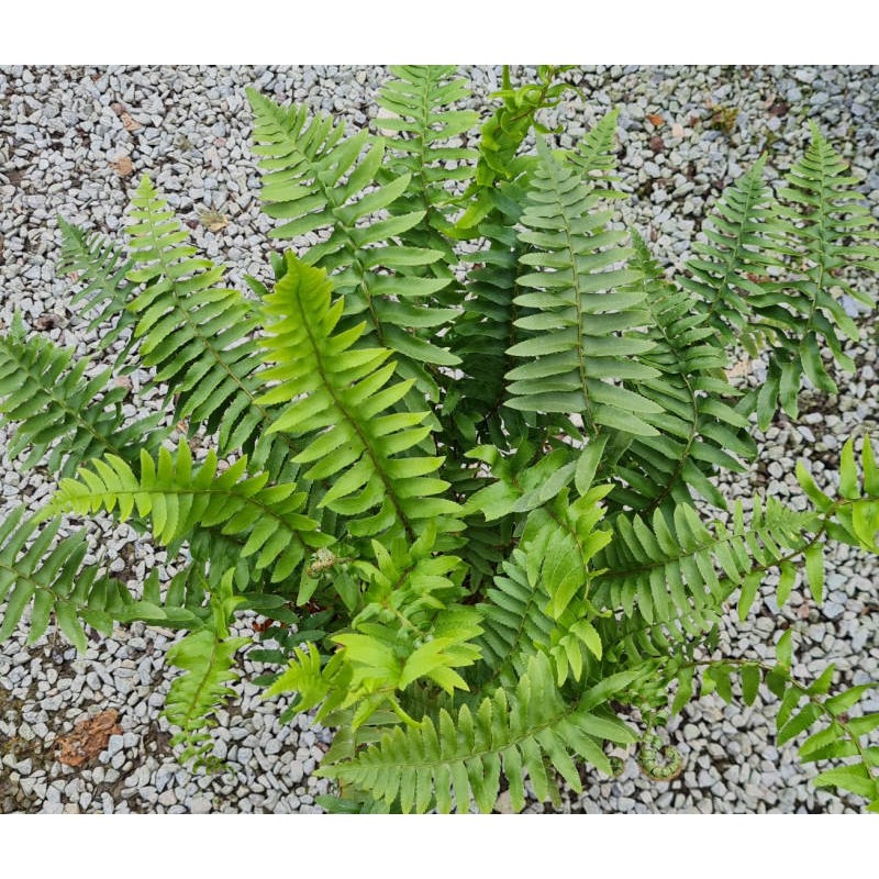 Polystichum munitum - fronds in early summer Polystichum munitum - fronds in early summer