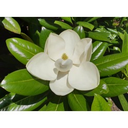 Magnolia grandiflora 'Exmouth' - summer flowers