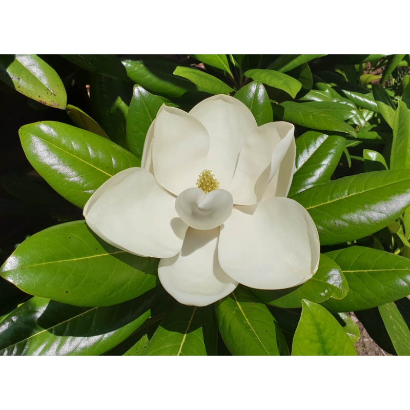 Magnolia grandiflora 'Exmouth' - summer flowers