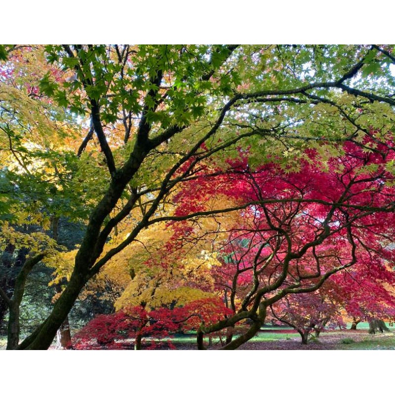 Acer palmatum - autumn colours