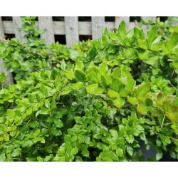 Berberis verruculosa - fresh green young leaves in early summer