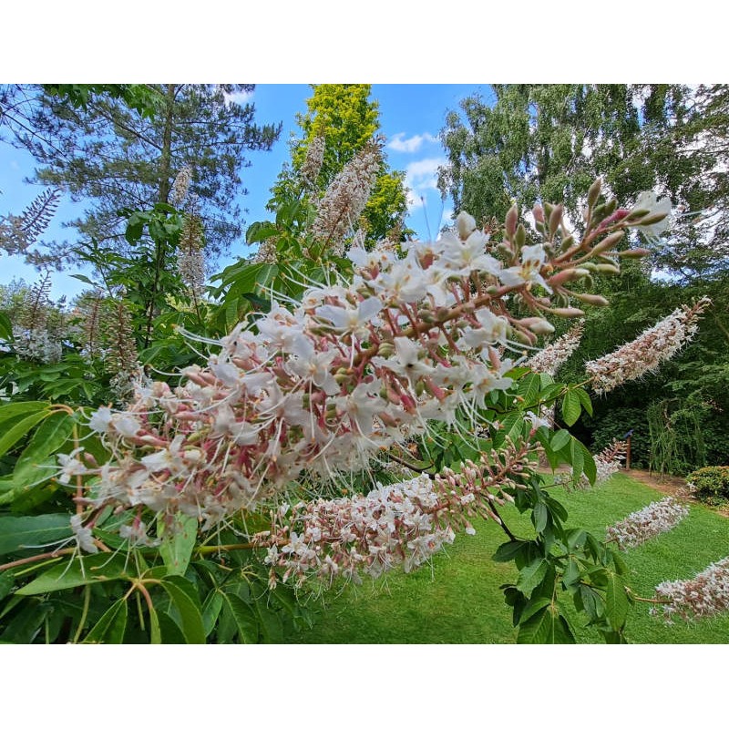 Aesculus californica 'Blue Haze' - early summer flowers