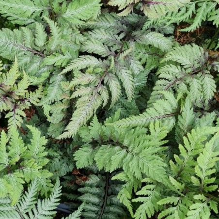 Athyrium niponicum f. metallicum - fronds in late June