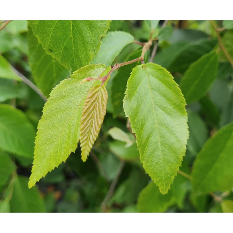 Carpinus pubescens - young leaves in early summer