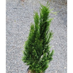 Chamaecyparis lawsoniana 'Grayswood Feather'  - dark green summer foliage