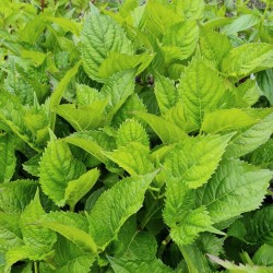 Hydrangea macrophylla 'Kluis Superba' - dark green leaves in early summer