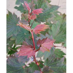 Acer japonicum 'Ruby' - young leaves in early summer
