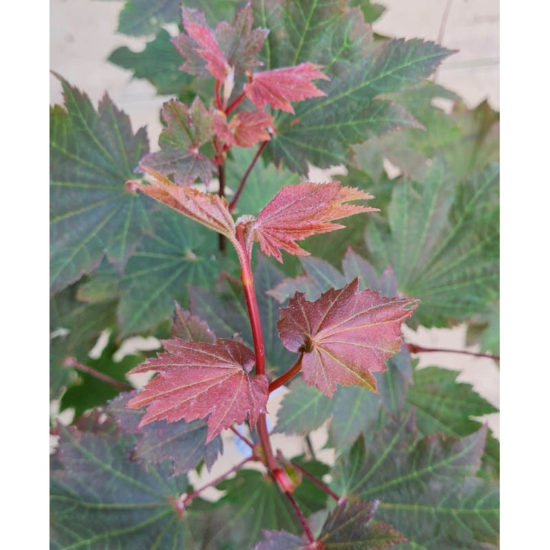 Acer japonicum 'Ruby' - young leaves in early summer Acer japonicum 'Ruby' - young leaves in early summer