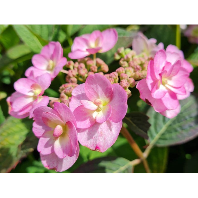 Hydrangea serrata 'Veerle' - flowers in summer