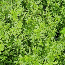 Potentilla fruticosa 'Danny Boy' - leaves in early summer