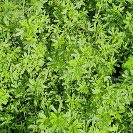 Potentilla fruticosa 'Danny Boy' - leaves in early summer Potentilla fruticosa 'Danny Boy' - leaves in early summer