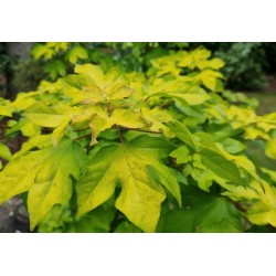 Acer orientalia 'Minorient' - golden-green leaves in early summer