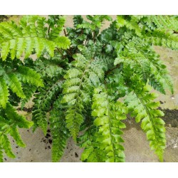 Polystichum polyblepharum - young fronds