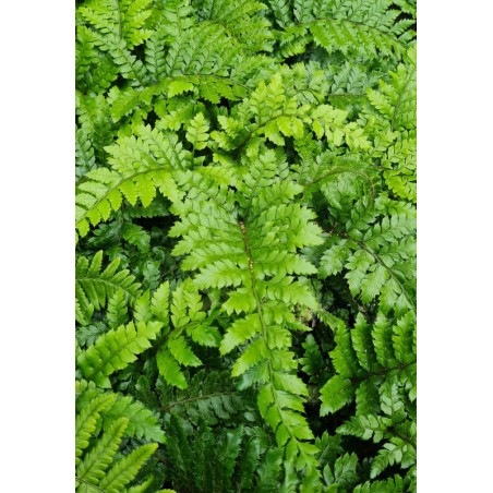 Polystichum polyblepharum - young fronds in early Summer