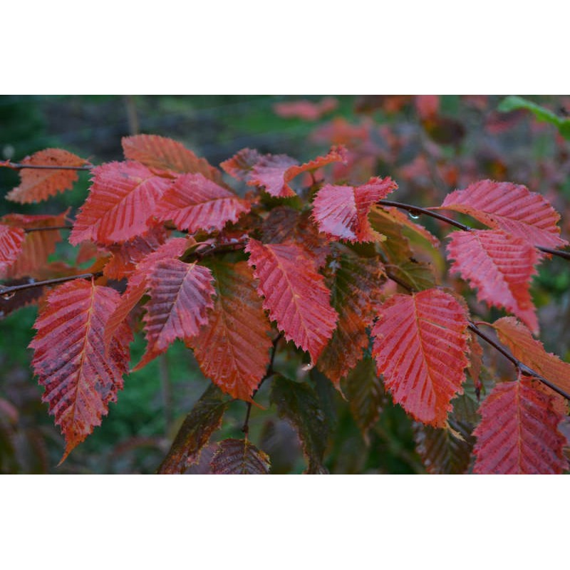 Carpinus betulus 'Rockhampton Red' - red autumn colour